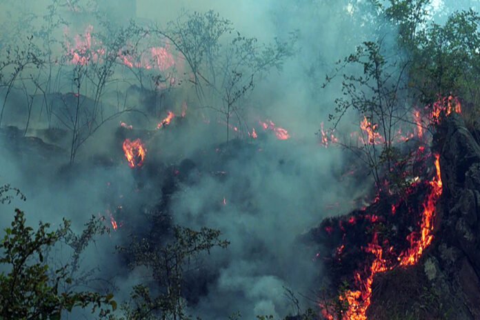 15 people killed in massive forest fire in Peru
