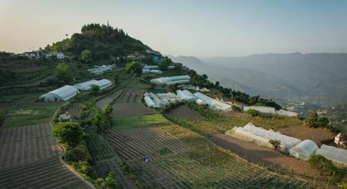 INDIA: Apple orchards blossom in Himachal Pradesh

