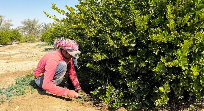 Saudi Arabia: Scent of lemon encourages innovation in agriculture

