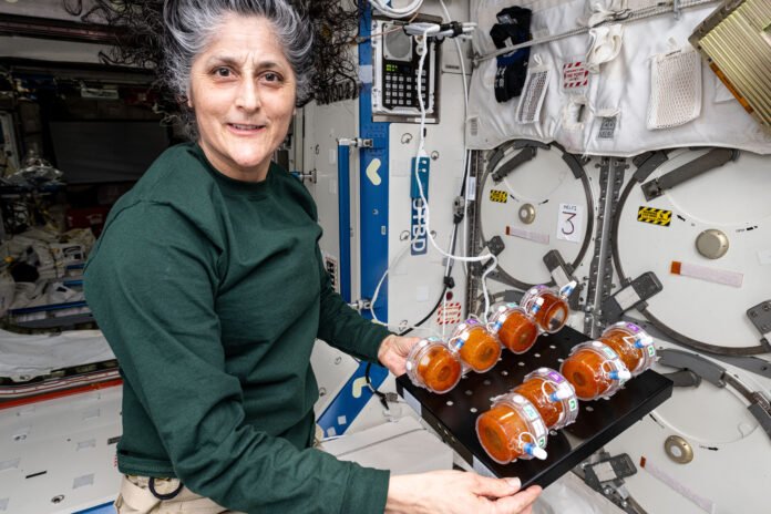 NASA Continues BioNutrients Space-Fermented Food Research - NASA
