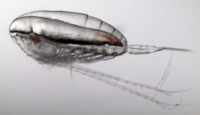 NASA Data Helps Map Tiny Plankton That Feed Giant Right Whales - NASA Science
