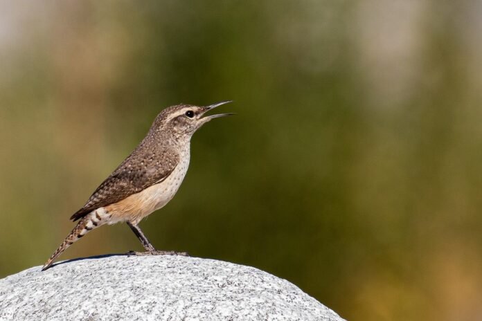NASA-Assisted Scientists Get Bird’s-Eye View of Population Status - NASA Science
